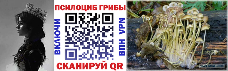 Галлюциногенные грибы Psilocybine cubensis  где купить   Саратов 